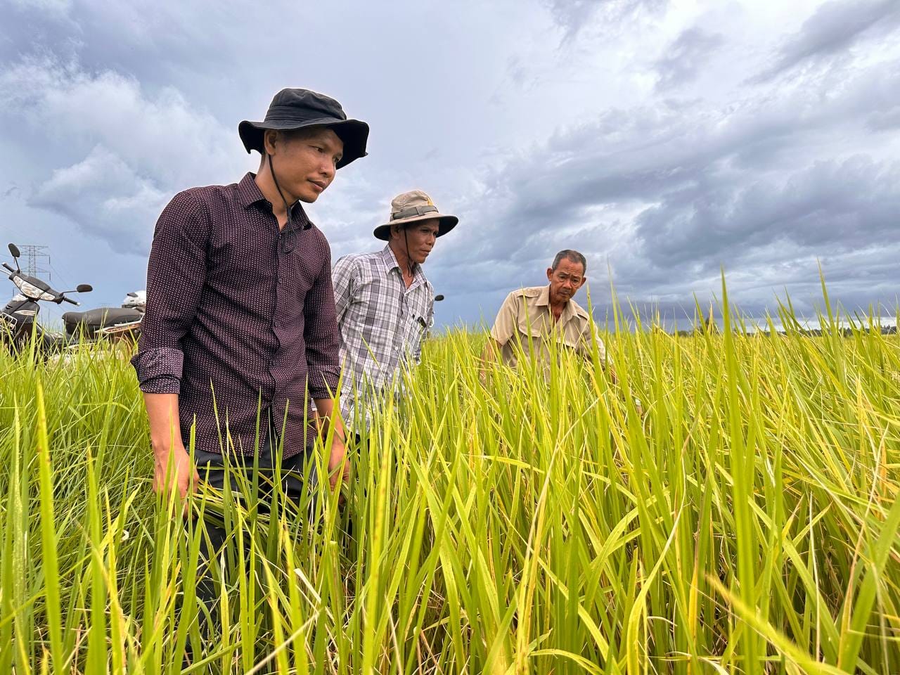 លោក តុង យ៉ាវ អភិបាលរងស្រុក ដឹកនាំក្រុមការងារចូលរួមជាមួយអាជ្ញាធរ ឃុំ ភូមិ ចុះពិនិត្យស្រូវរបស់ប្រជាពលរដ្ឋដែលកំពុងជួបបញ្ហាក្រហមចុងស្លឹក និងបញ្ហាឬសស្រូវខ្សោយ នៅភូមិជីមាល