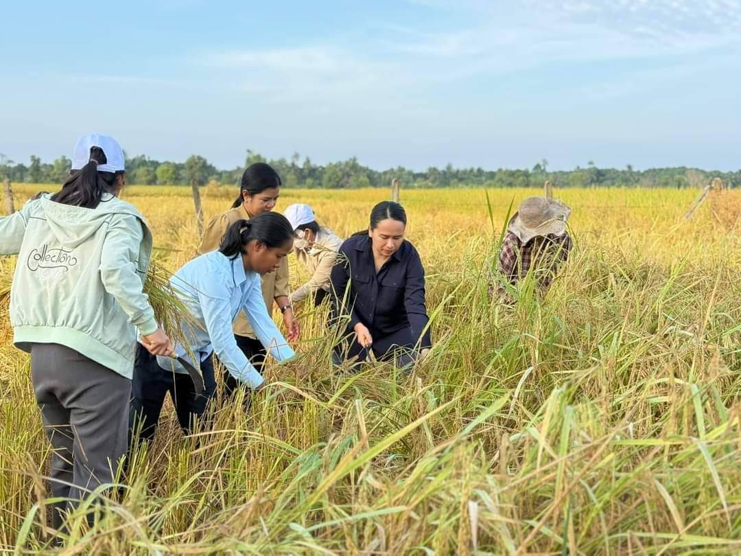 លោកស្រី អ៉ី នារីនេត អភិបាលរង នៃគណៈអភិបាលខេត្តកោះកុង បានចូលរួមប្រមូលស្រូវរំដួល ជាមួយបងប្អូនកសិករនៅឃុំទួលគគីរ ស្រុកមណ្ឌលសីមា ខេត្តកោះកុង