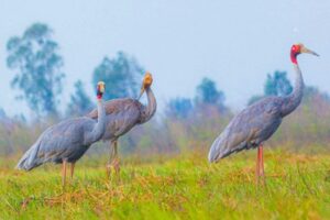 សត្វស្លាបជាច្រេីនពាន់ក្បាល​  កំពុងរស់នៅយ៉ាងសុខសាន្តក្នុងតំបន់ការពារទេសភាពបឹងព្រែកល្ពៅ